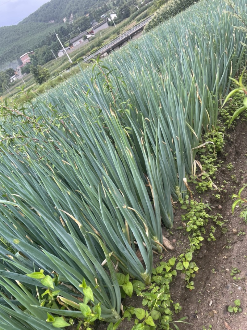 大葱，西昌大葱，长白大葱，毛葱，钢葱，量大从优