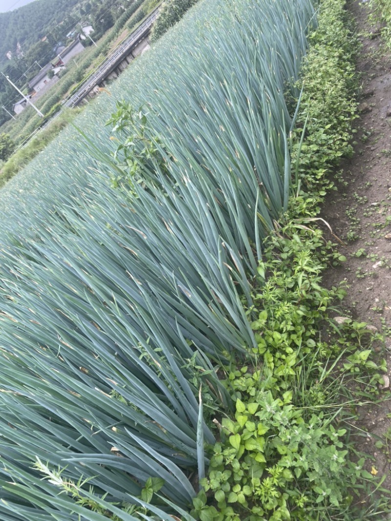 大葱，西昌大葱，长白大葱，毛葱，钢葱，量大从优