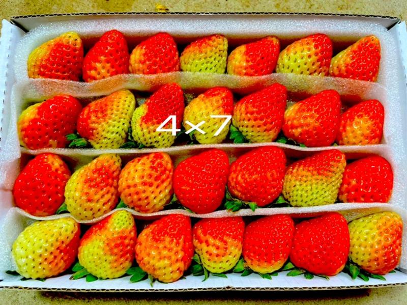 冬季甜草莓商用蛋糕烘培糖葫芦奶茶51盒包邮