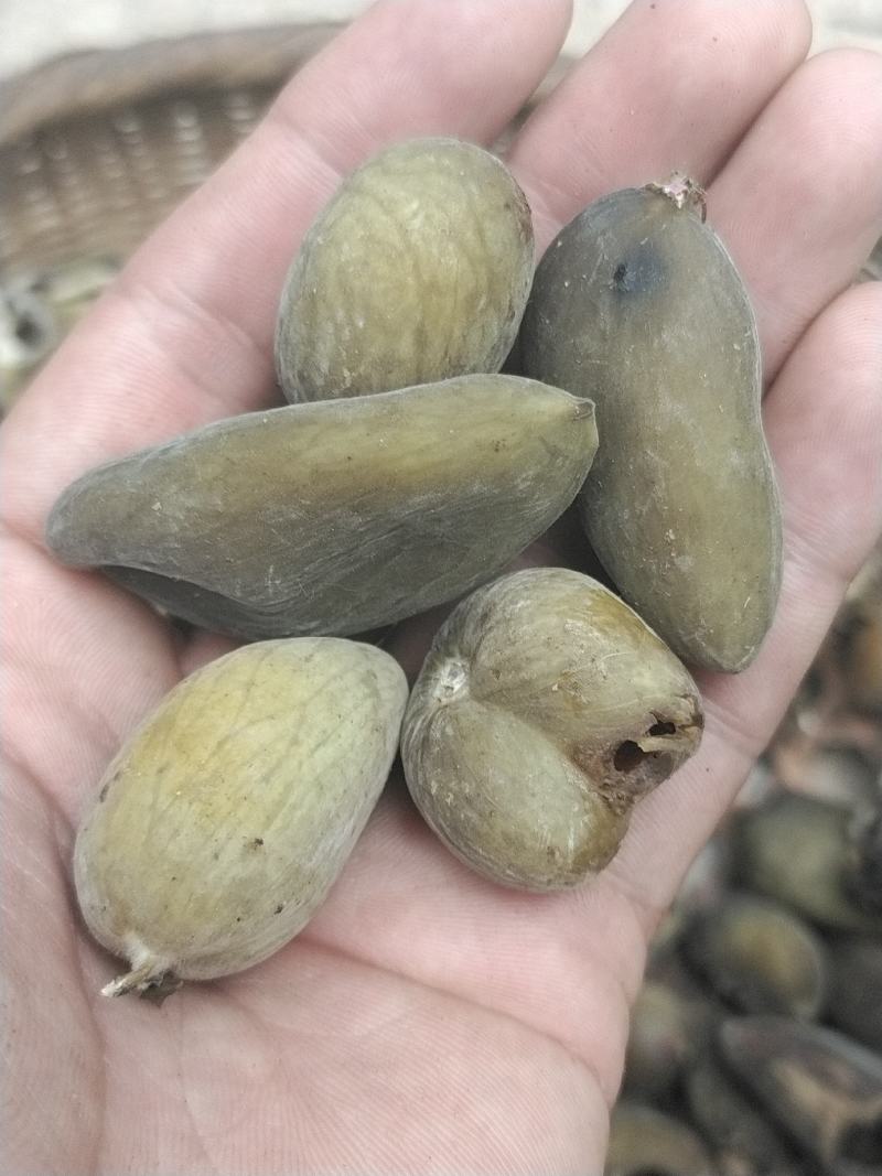 五倍子，斗倍，欢迎各位连系下单
