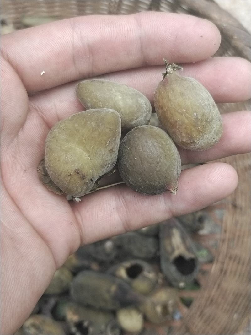 五倍子，斗倍，欢迎各位连系下单