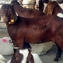 黄金羊黄羊繁殖母羊种公羊羊羔全国可发活体动物托运