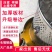 压蜜机304加厚全不锈钢小型土蜂蜜压榨机榨蜜榨蜡机养蜂取