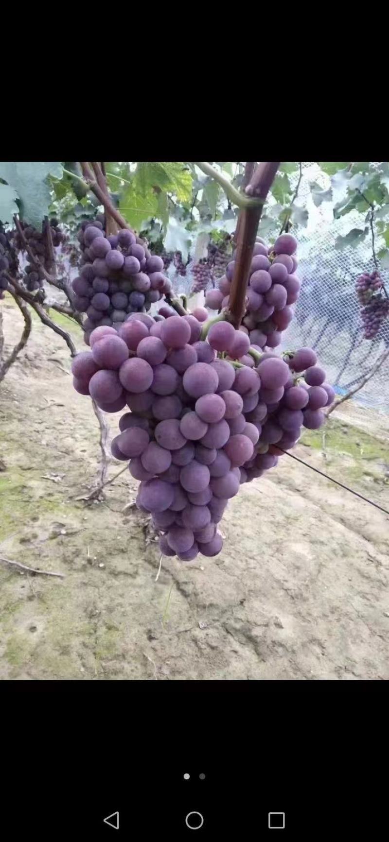 河北巨峰葡萄