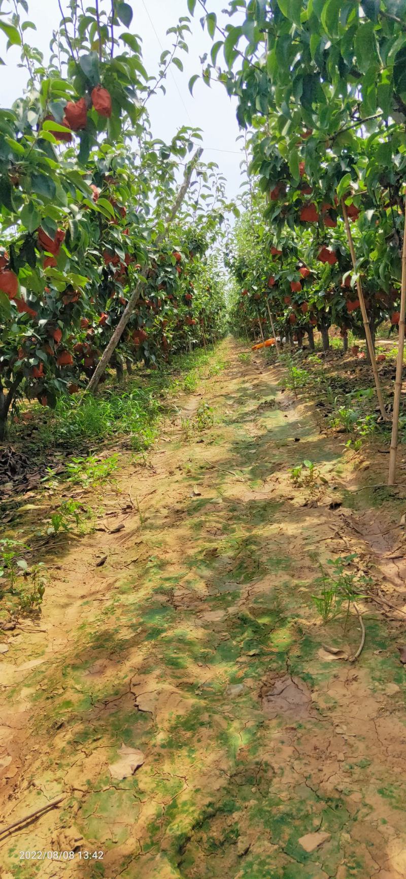 河南南阳万亩黄金梨基地大量上市，我们有黄金梨合作社联合社