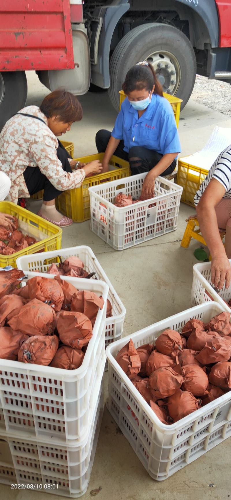 河南南阳万亩黄金梨基地大量上市，我们有黄金梨合作社联合社