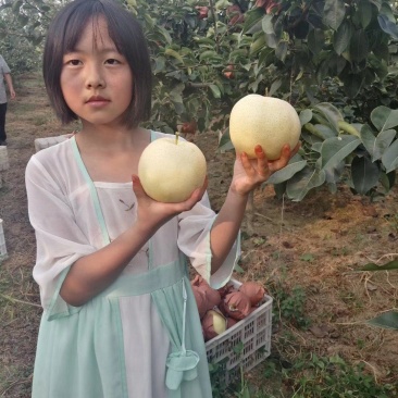 河南南阳万亩黄金梨基地大量上市，我们有黄金梨合作社联合社