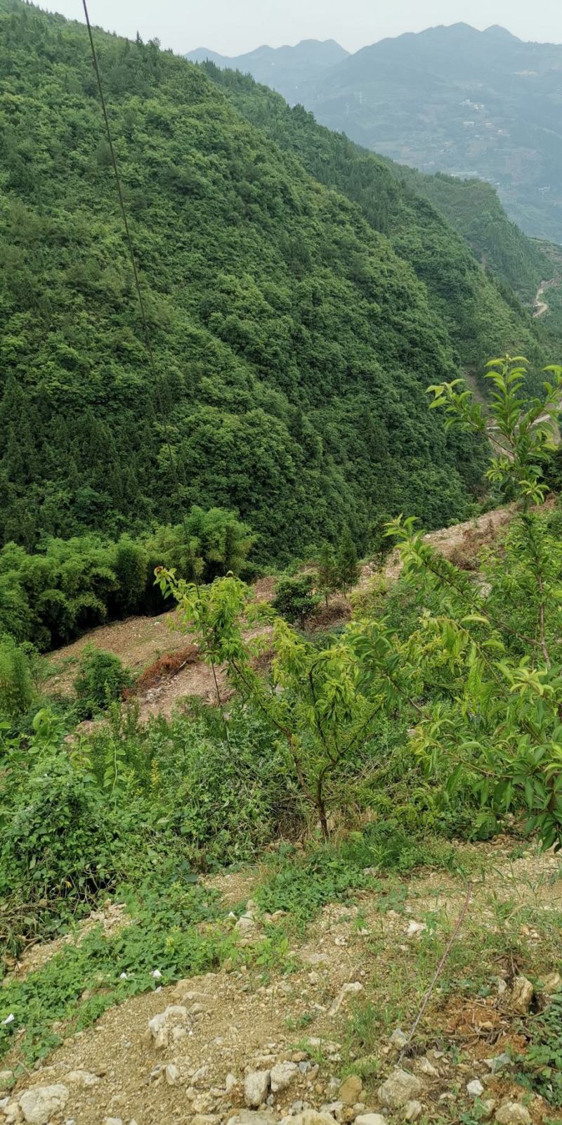 红脆李