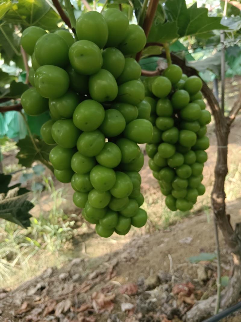 阳光玫瑰