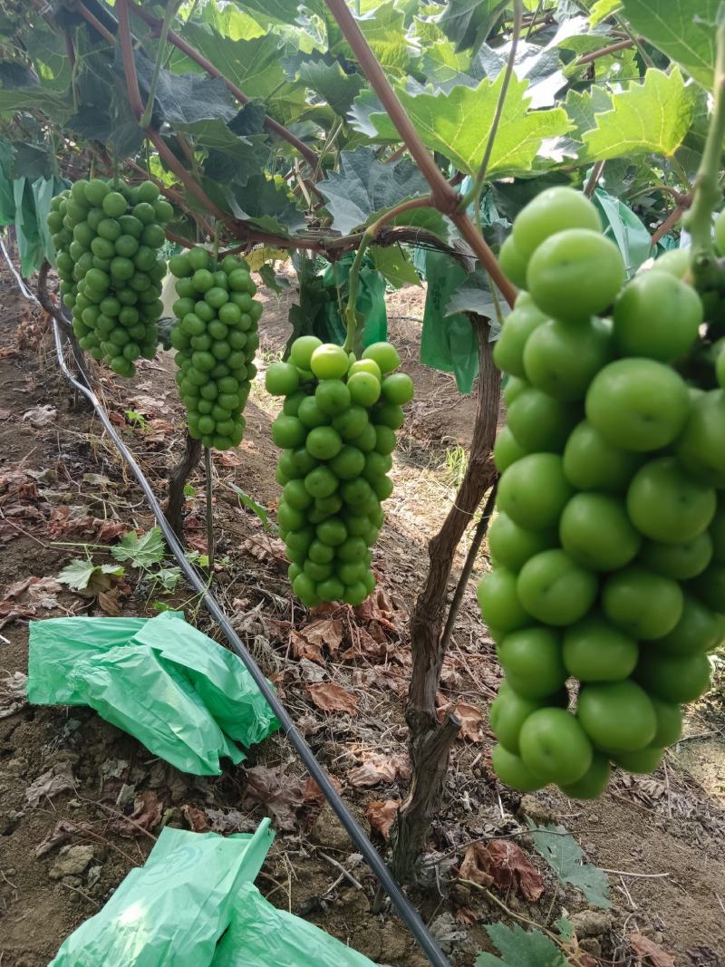 阳光玫瑰