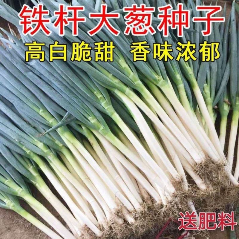 山东大葱种子章丘铁杆大葱种子四季高产蔬菜种籽抗寒耐热春季