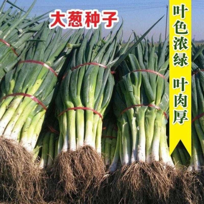 山东大葱种子章丘铁杆大葱种子四季高产蔬菜种籽抗寒耐热春季