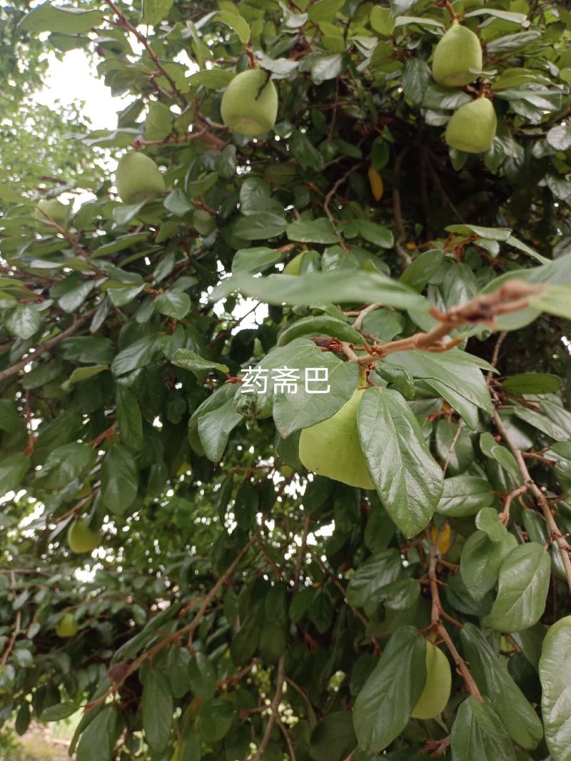 产地直供木馒头，薜荔果，奶母果，对半切开的