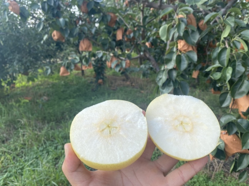 精品皇冠梨，个大味甜，产地直发
