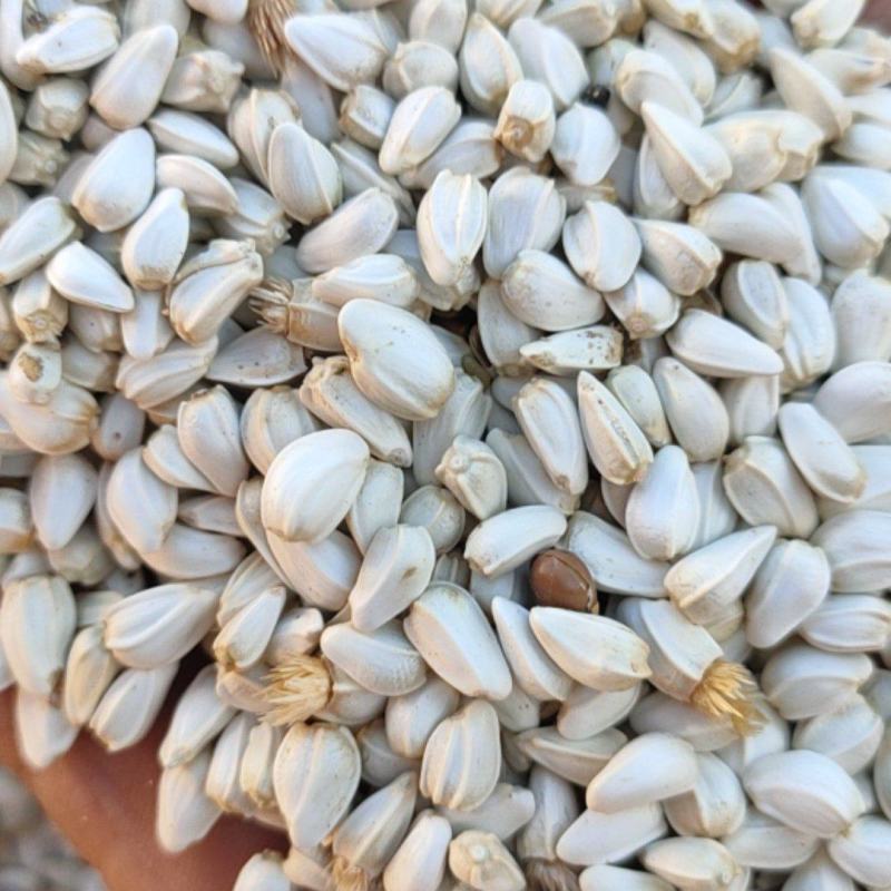 红花籽，可榨油，喂鸽子。一手货源，量大从优，支持整车发货