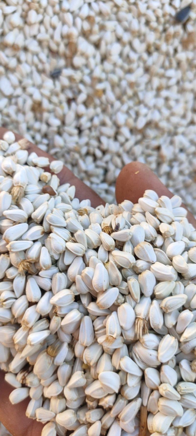 红花籽，可榨油，喂鸽子。一手货源，量大从优，支持整车发货
