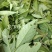 野生排钱草一串金钱草龙鳞草双叠钱腹水草跌打纯叶干500g