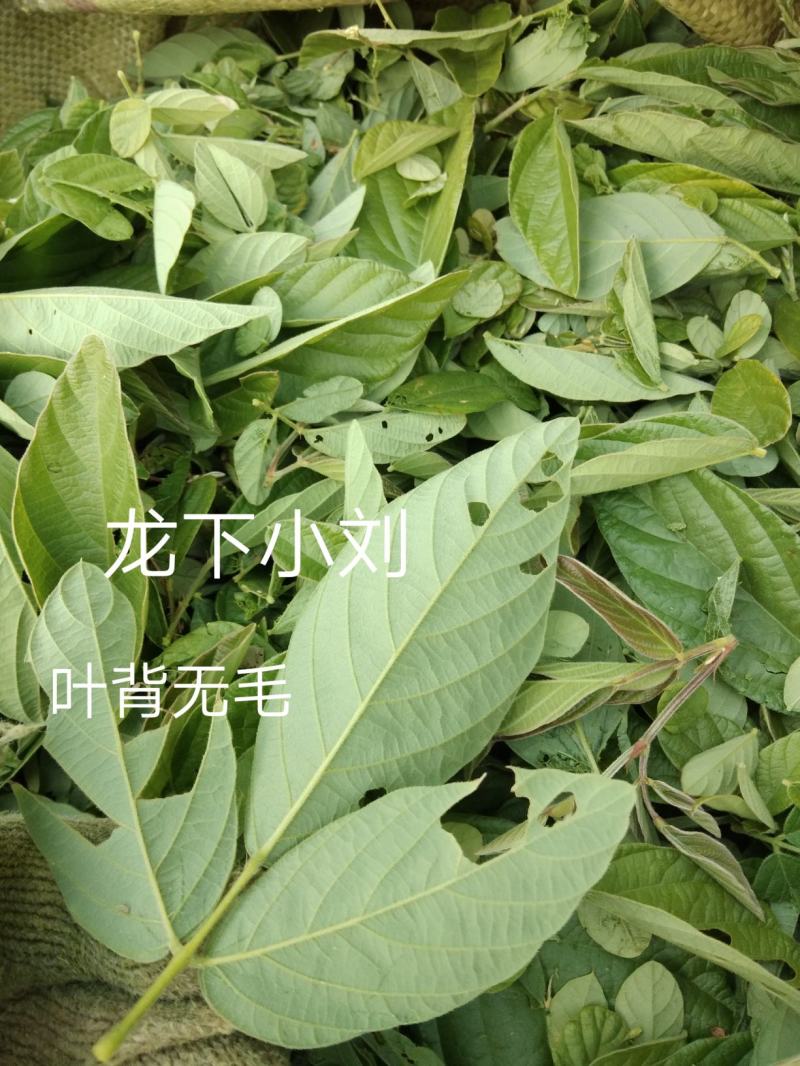 野生排钱草一串金钱草龙鳞草双叠钱腹水草跌打纯叶干500g