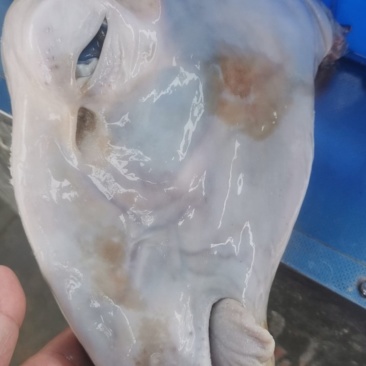 水退毛羊头，火烧毛羊头，手工褪毛羊头，山羊头，绵羊头