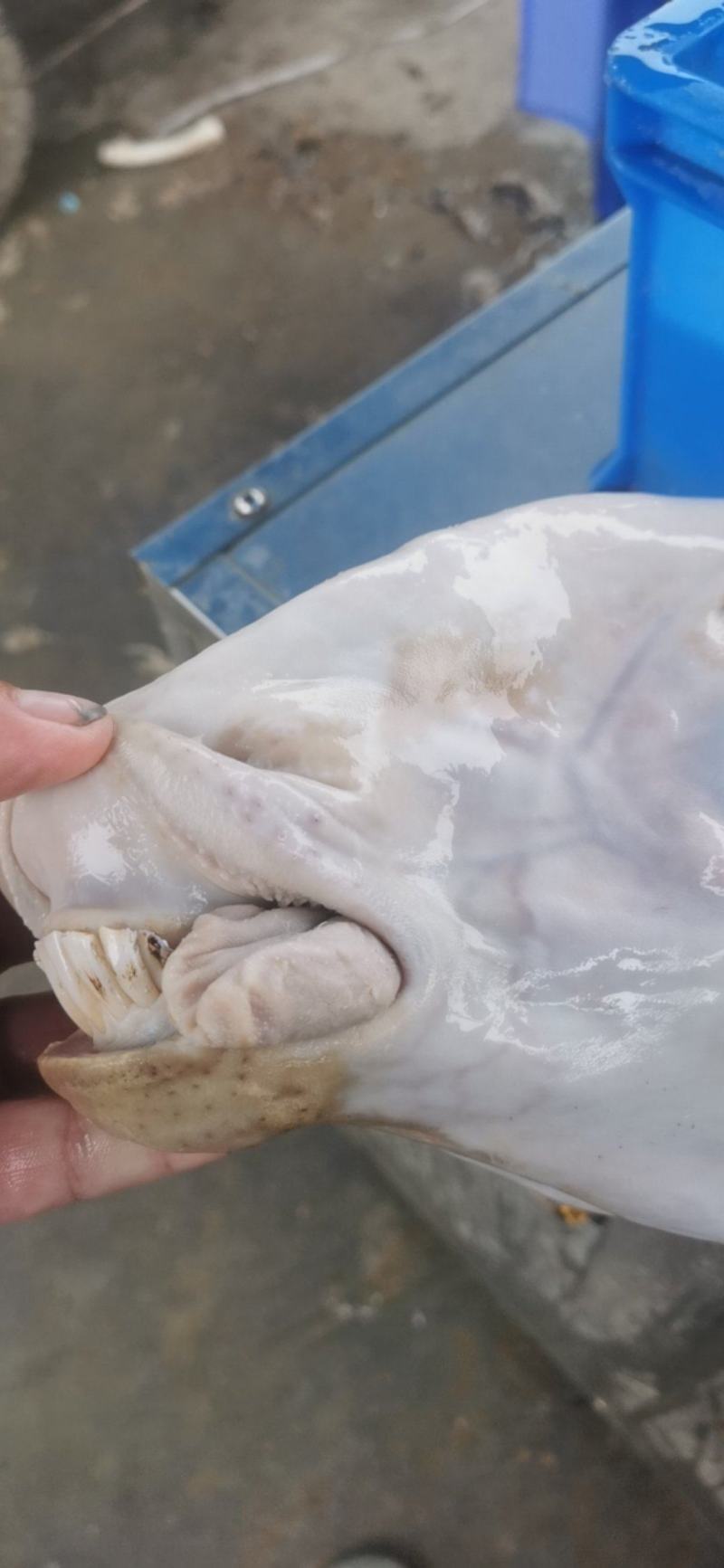 水退毛羊头，火烧毛羊头，手工褪毛羊头，山羊头，绵羊头