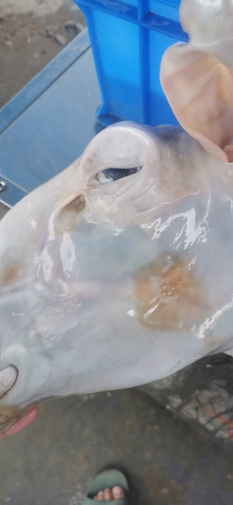 水退毛羊头，火烧毛羊头，手工褪毛羊头，山羊头，绵羊头