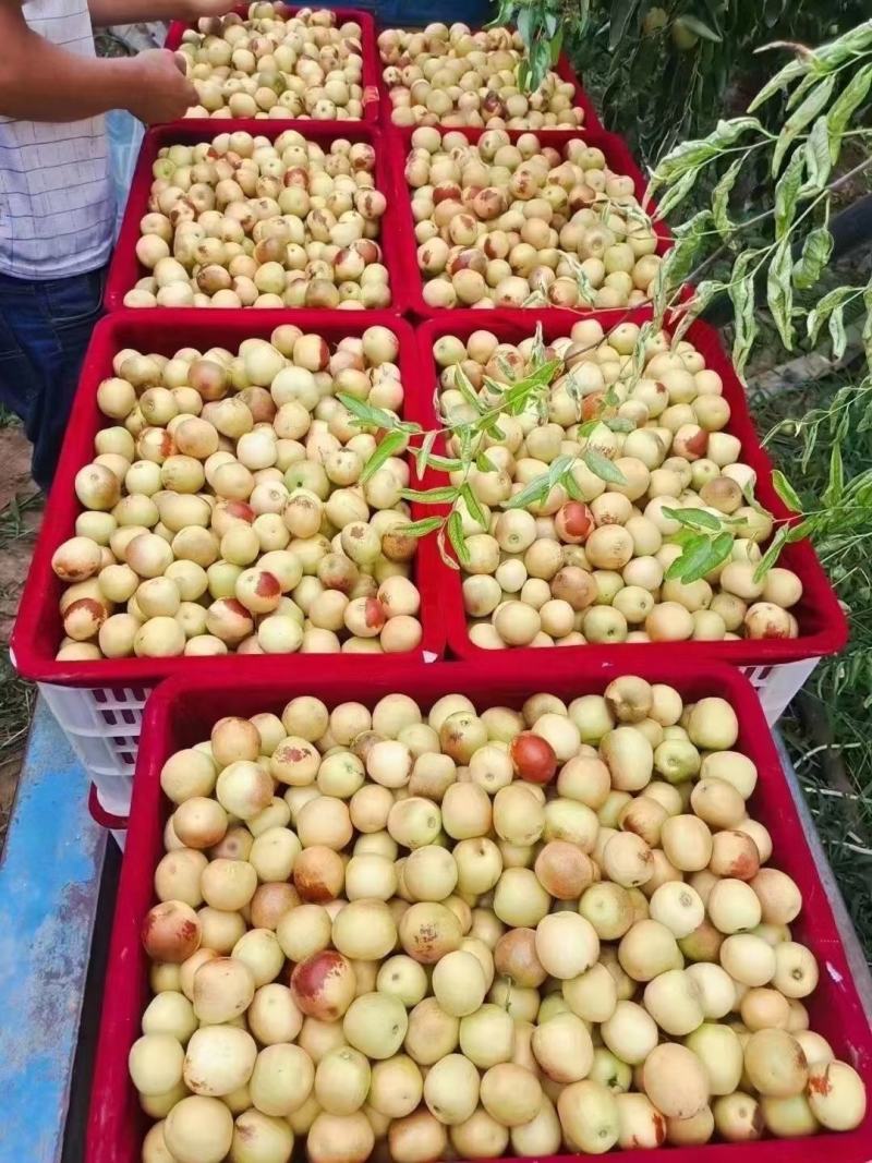 大荔冬枣大量上市，各种价位都有，各种规格任你挑选