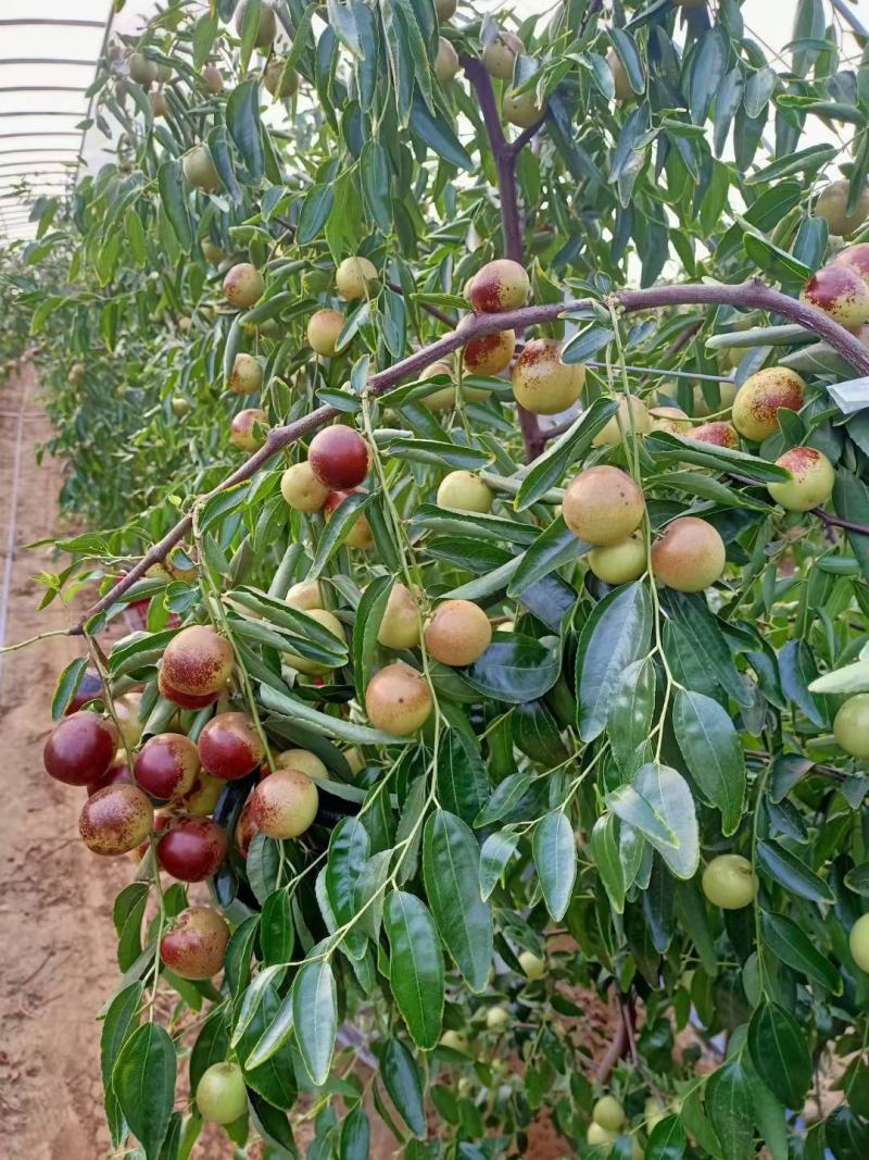 大荔冬枣大量上市，各种价位都有，各种规格任你挑选