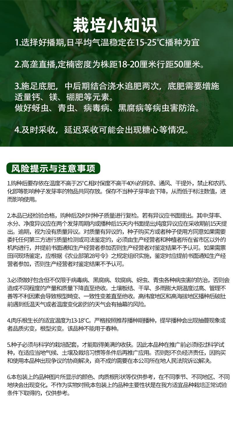 紫皮紫肉水果萝卜种子凤梨萝卜紫美人红萝卜四季