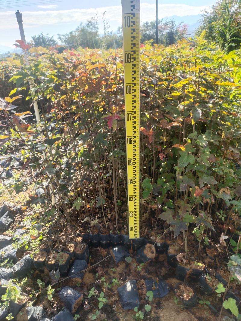 三角枫香树苗枫香小苗绿化造林苗山林复绿苗木三角枫