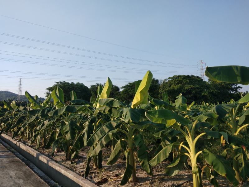 天然无公害绿色健康水果