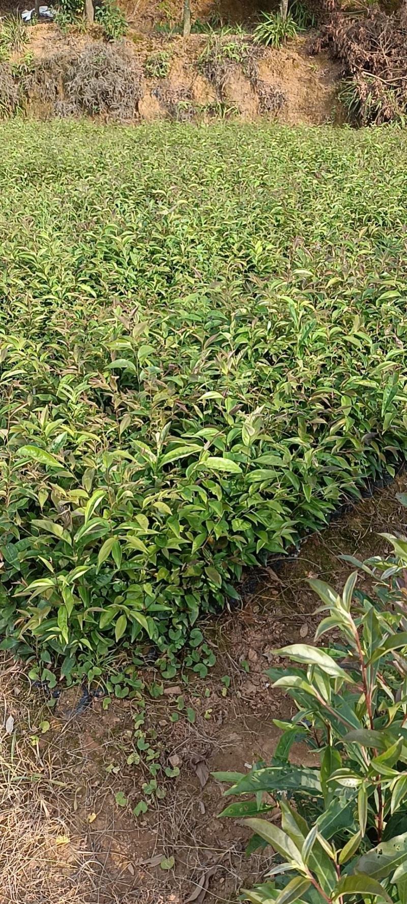 红椎林业种苗米锥，锥籽苗
