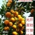 特早蜂蜜型蜜橘，叶桔，合作社直供无中间商，免收代办费。