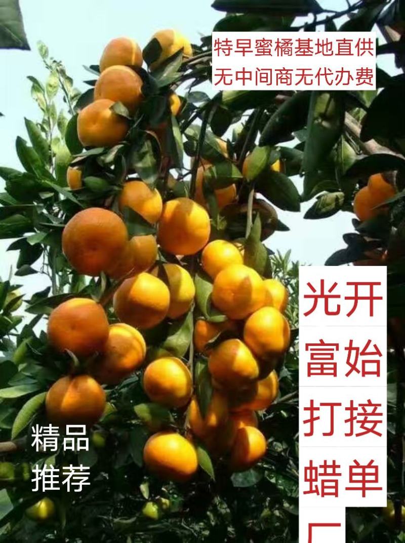 特早蜂蜜型蜜橘，叶桔，合作社直供无中间商，免收代办费。