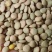 新货小扁豆精选绿扁豆小豌豆甘肃小扁豆兵豆现货批发