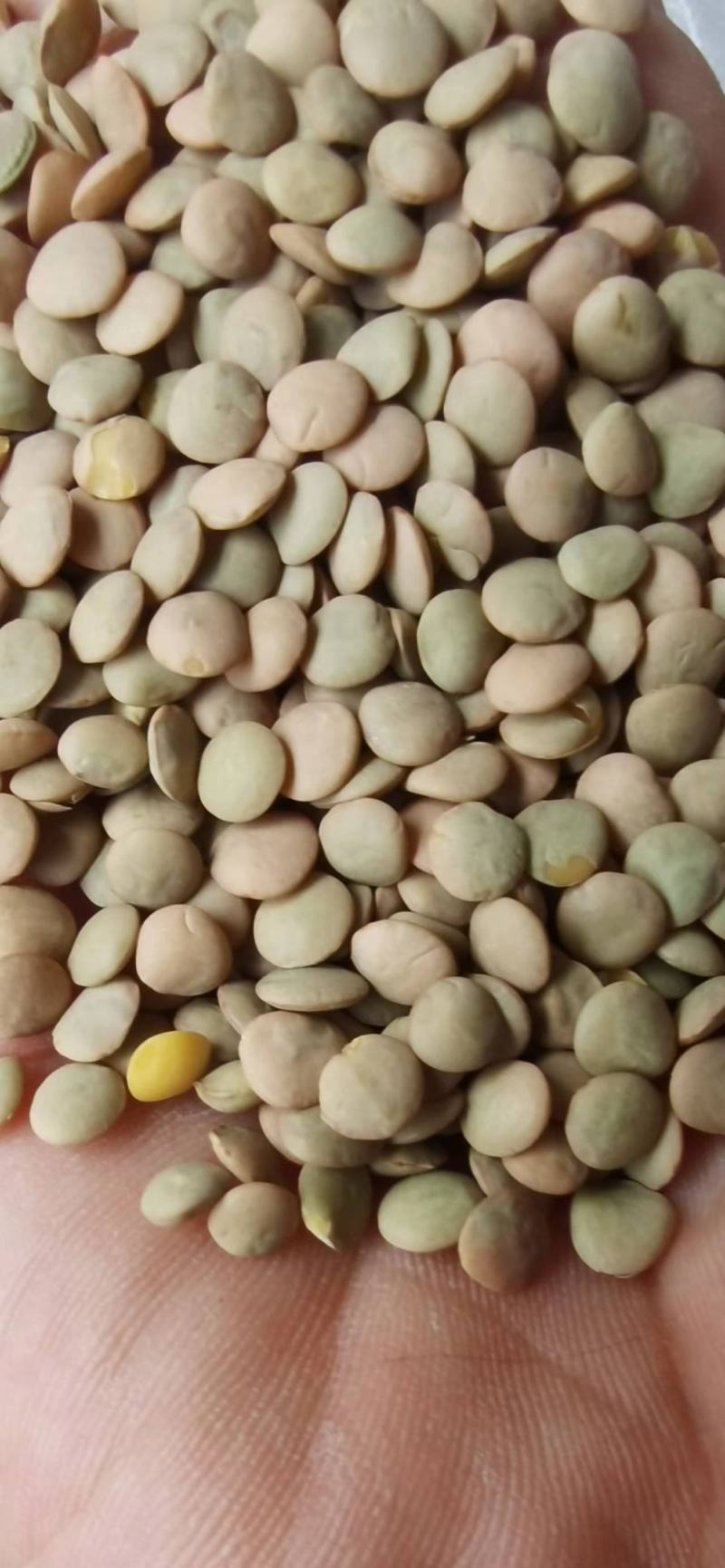 新货小扁豆精选绿扁豆小豌豆甘肃小扁豆兵豆现货批发
