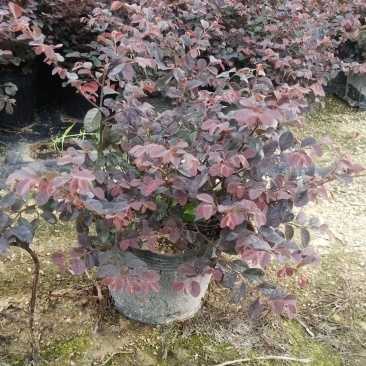 红花檵木