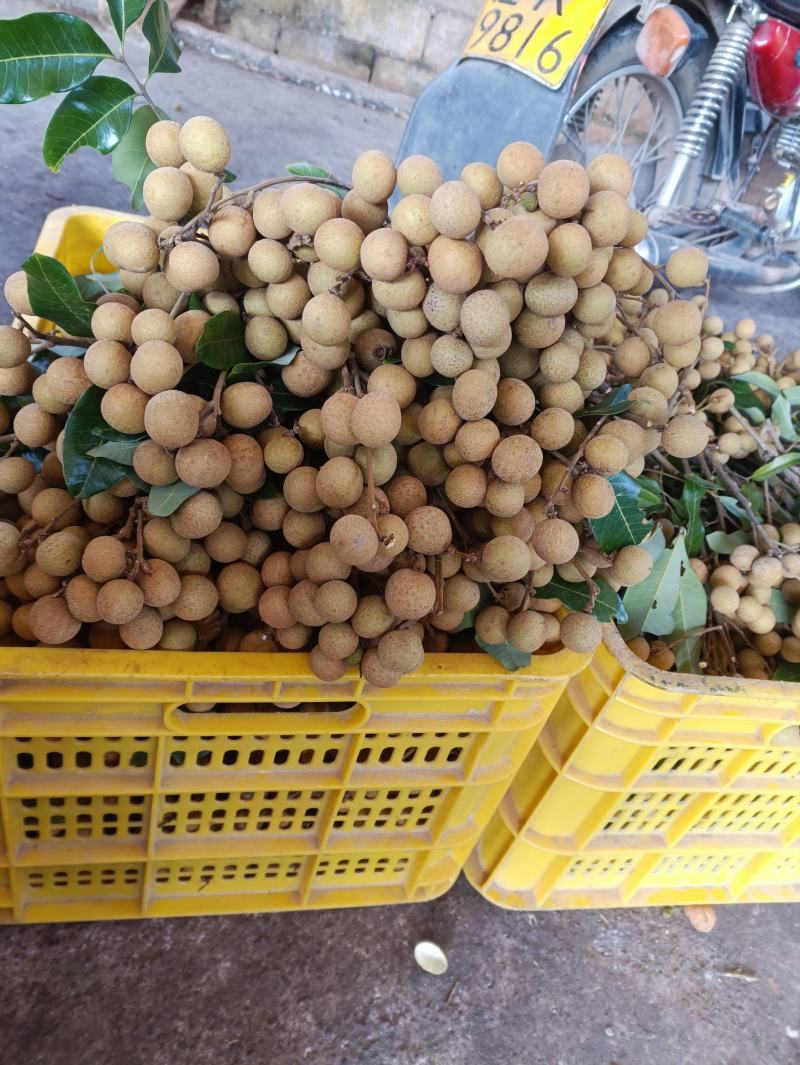 广西石硖龙眼爽口甜品这里是石硖龙眼基地