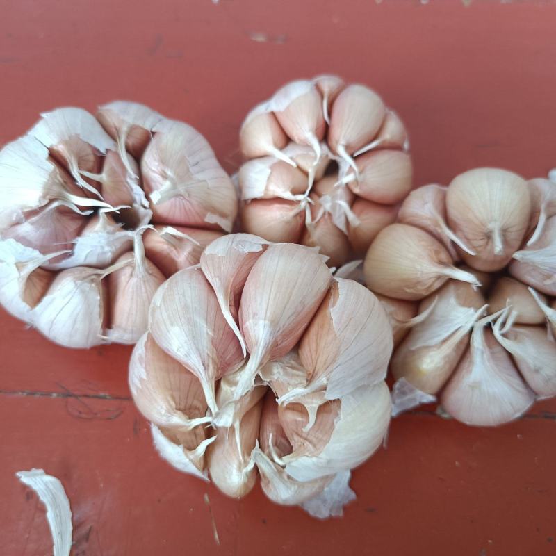 紫皮蒜