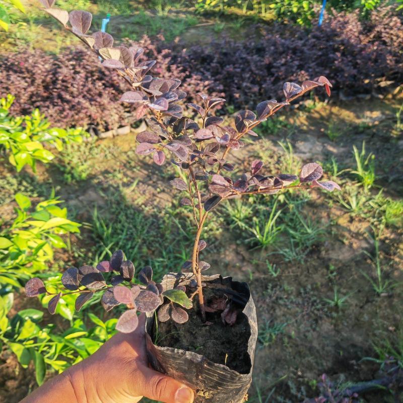 大杯苗红继木小苗各种规格基地货源货量充足