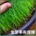 草坪草籽种子四季常青免修剪护坡固土马尼拉地毯草皮种籽绿化