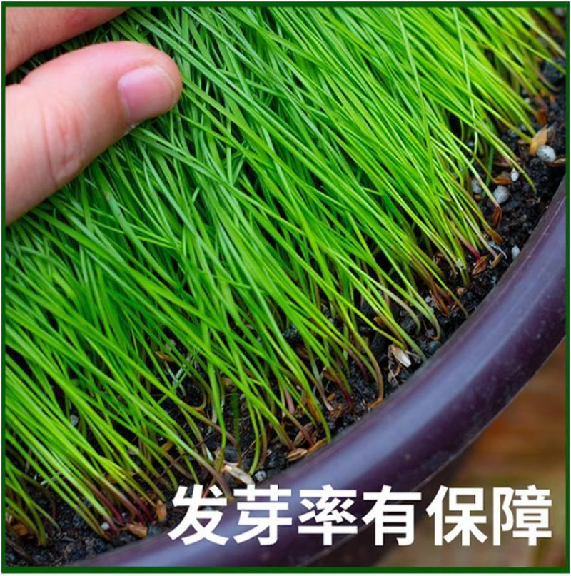 草坪草籽种子四季常青免修剪护坡固土马尼拉地毯草皮种籽绿化