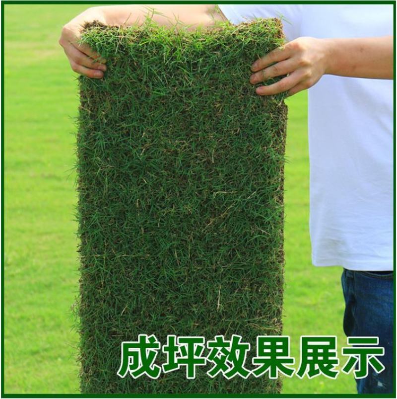 草坪草籽种子四季常青免修剪护坡固土马尼拉地毯草皮种籽绿化