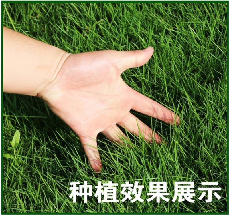 草坪草籽种子四季常青免修剪护坡固土马尼拉地毯草皮种籽绿化