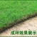 草坪草籽种子四季常青免修剪护坡固土马尼拉地毯草皮种籽绿化