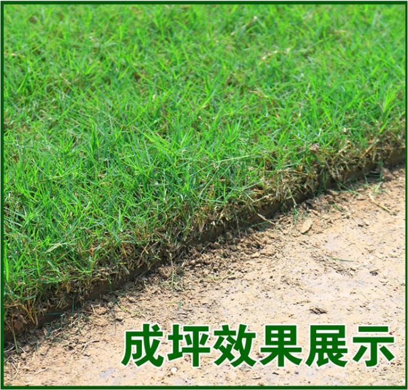 草坪草籽种子四季常青免修剪护坡固土马尼拉地毯草皮种籽绿化