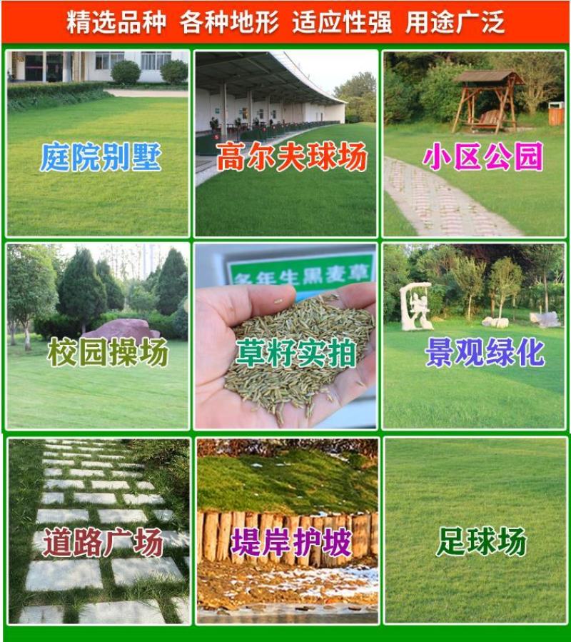 草坪草籽种子四季常青免修剪护坡固土马尼拉地毯草皮种籽绿化