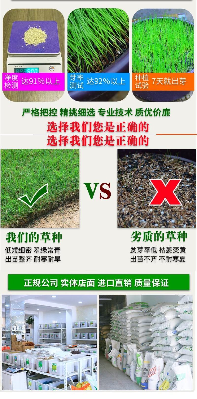 草坪草籽种子四季常青免修剪护坡固土马尼拉地毯草皮种籽绿化