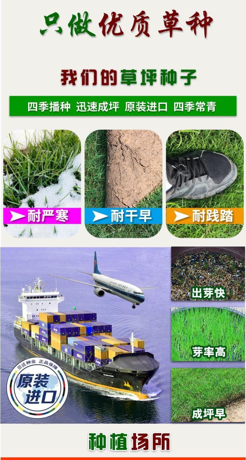 草坪草籽种子四季常青免修剪护坡固土马尼拉地毯草皮种籽绿化