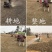 草坪草籽种子四季常青免修剪护坡固土马尼拉地毯草皮种籽绿化