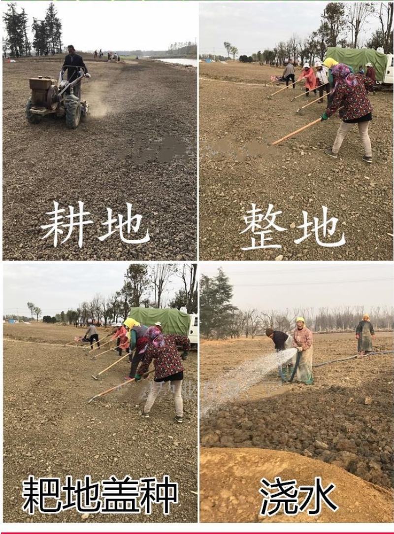 草坪草籽种子四季常青免修剪护坡固土马尼拉地毯草皮种籽绿化